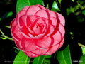 vignette Camélia' MRS TINGLEY ' camellia japonica Origine : USA 1948-1949
