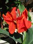 vignette Canna grosses fleurs