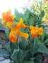 vignette Canna orange jaune