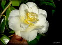 vignette Camélia ' MARY COSTA ' camellia japonica  Origine : USA 1964