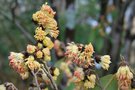 vignette Sycopsis sinensis / Hamamelidaceae / Chine