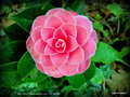 vignette Camélia ' MRS TINGLEY ' camellia japonica Origine : USA 1948-1949