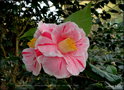 vignette Camélia ' DAINTY ( CALIFORNIA) ' camellia japonica Origine USA 1945 , retour au type : Tricolor