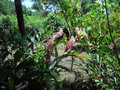 vignette Alpinia rose