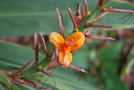 vignette Hedychium sp.