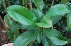 vignette Polyspora speciosa / Theaceae / Chine, Vietnam