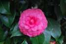 vignette Camellia japonica 'Niob'   (I 1840)