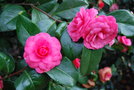 vignette Camellia japonica 'Niob'   (I 1840)