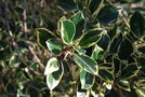 vignette Ilex aquifolium 'Watereriana'