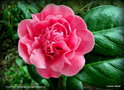 vignette Camélia ' TRIUMPHANS ' camellia japonica Origine: Belgique 1833