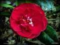 vignette Camélia Camellia japonica de semis