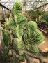 vignette La SHBL visite les serres de Pen Ar Ru  Ploudaniel (plantes succulentes et exotiques)
