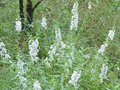 vignette Angelonia angustifolia