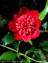 vignette Camlia ' BOB'S TINSIE ' camellia japonica Origine : Nuccio USA 1962