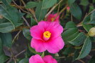 vignette Camellia japonica 'Sept Bonheurs'   (Ppinire Botanique Thoby F 2003)