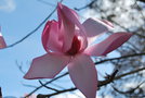 vignette Magnolia campbellii var. campbellii