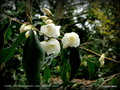 vignette Camellia  ' TSAII ' éspèce = botanique , Origine : Chine 1938 , parfumé