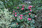 vignette Camellia japonica 'Elegans'   (GB 1830)