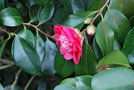 vignette Camellia japonica 'Elegans'   (GB 1830)