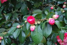 vignette Camellia japonica 'Elegans'   (GB 1830)