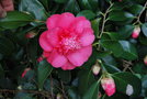 vignette Camellia japonica 'Elegans'   (GB 1830)