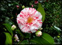 vignette Camélia ' CLOTILDE ' camellia japonica , Origine: Italie 1844-1845