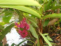 vignette Alpinia purpurata 'Tahitian Double'