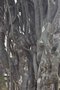 vignette Parrotia persica aux branches anastomoses
