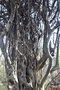 vignette Parrotia persica aux branches anastomoses