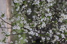 vignette Prunus sp.