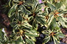 vignette Rhododendron 'Carolina Spring'