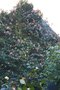 vignette La SHBL visite le Jardin de Fanch le Moal Park ar Brug  PlouisyLa SHBL visite le Jardin de Fanch le Moal Park ar Brug  Plouisy ( Camellia 'Tulip Time')
