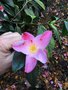 vignette La SHBL visite le Jardin de Fanch le Moal Park ar Brug  PlouisyLa SHBL visite le Jardin de Fanch le Moal Park ar Brug  Plouisy ( Camellia 'Tulip Time')