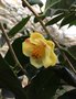 vignette Camellia sp (jaune)