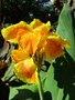 vignette Canna Floride