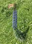 vignette Jardin Extraordinaire de Brest 2019 - 03 - Echium candicans 'Blue Select'