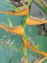 vignette Heliconia aurantiaca
