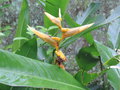 vignette Heliconia acuminata
