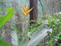 vignette Heliconia acuminata cv