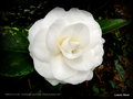 vignette Camélia ' IMBRICATA ALBA ' camellia japonica Origine: Grande Bretagne 1834