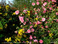 vignette Mahonia aquifolium , camellia ' Donation ' etc... dans ma jungle