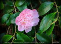 vignette Camélia ' SWEET EMILY KATE ' camellia hybride parfumé , au port rampant ou retombant . Origine : Australie 1983