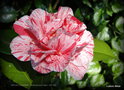 vignette Camélia ' MRS NELLIE EASTMAN ' camellia japonica  Origine : USA 1950