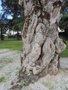 vignette Hymenaea courbaril (vieux tronc)