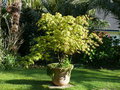 vignette Acer palmatum, mon jardin