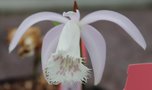 vignette Pleione grandiflora pale pink