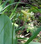 vignette Erythronium dens-canis