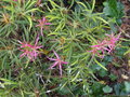 vignette Rhododendron /Azalea linearifolium/ macrosepalum