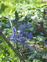 vignette Camassia Leichtlinii subsp. suksdorfii 