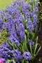 vignette Hyacinthus orientalis 'Blue Jacket'